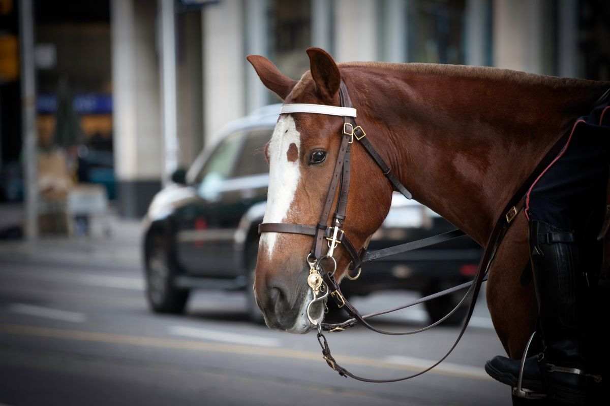 Ausiliari a cavallo