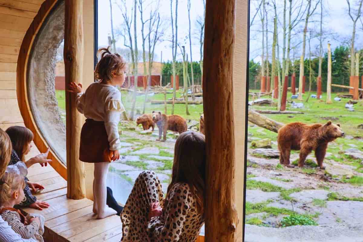 Bambini osservano orsi bruni dalla camera