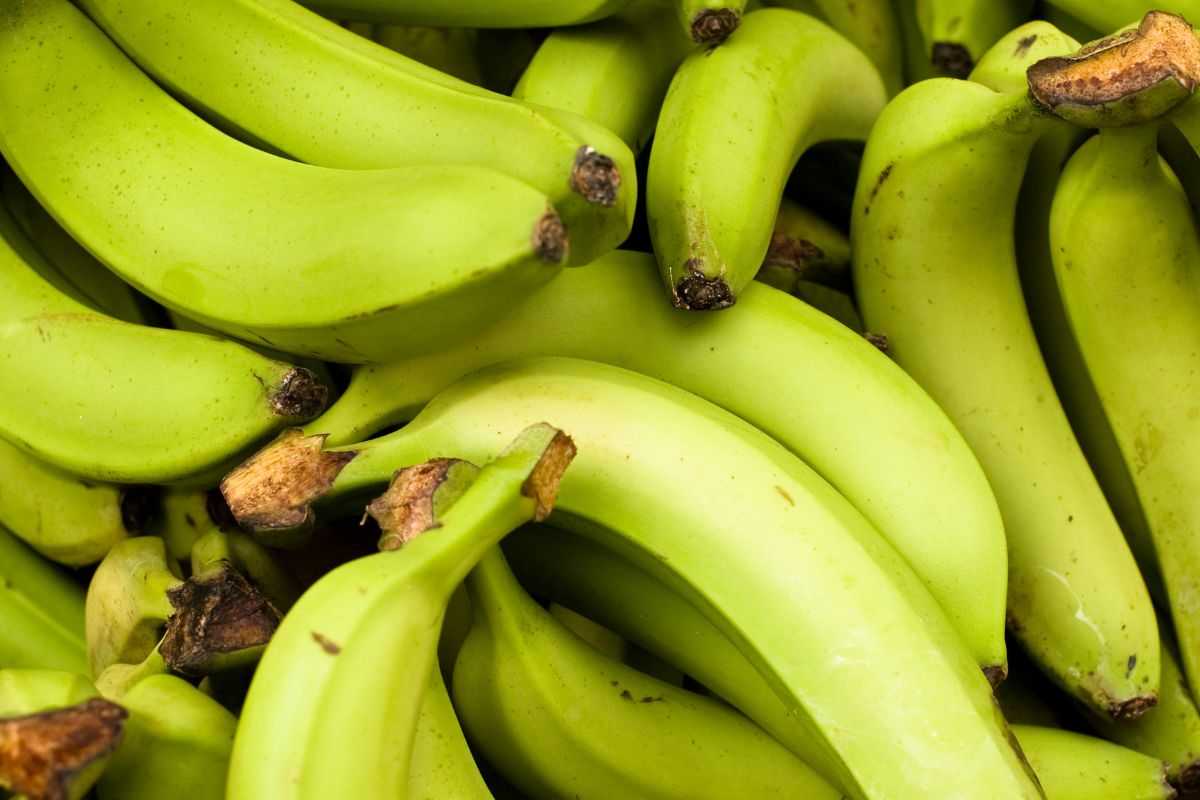 Banane ancora completamente acerbe