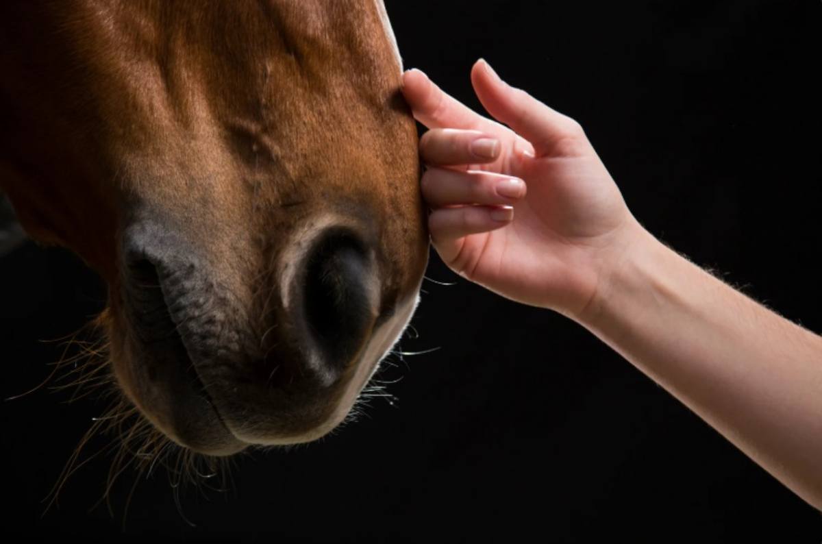 Carezza su un cavallo