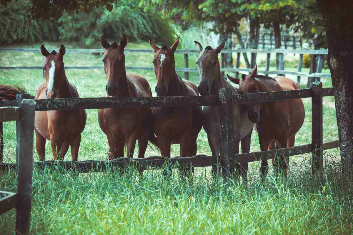 Cavalli