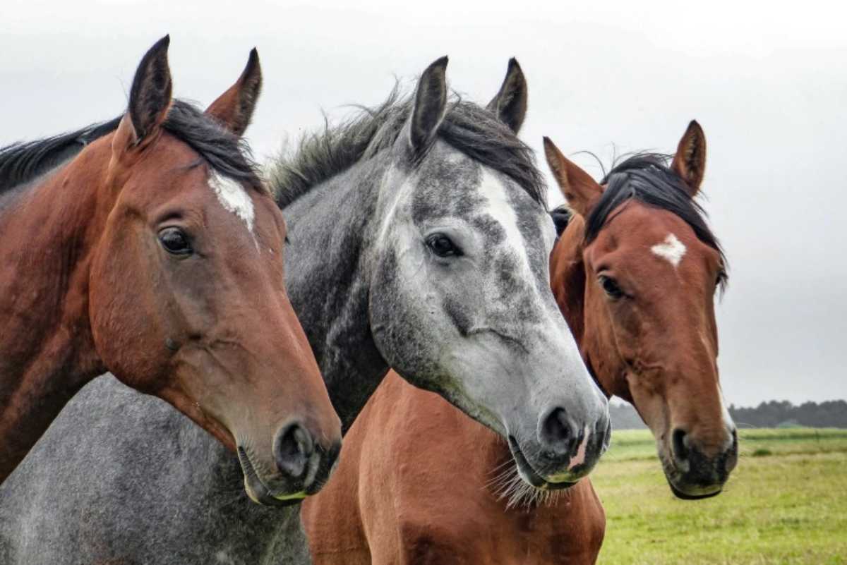 Cavalli nel prato