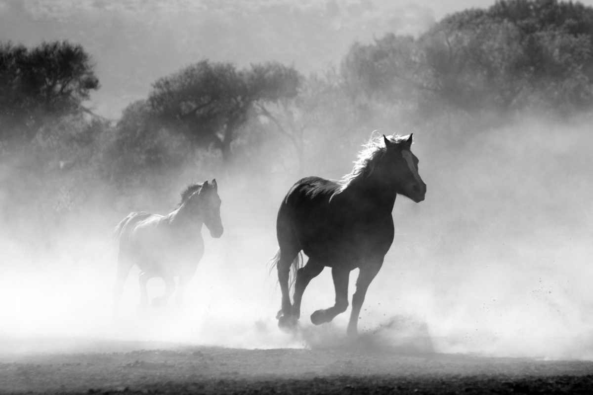 Cavallo