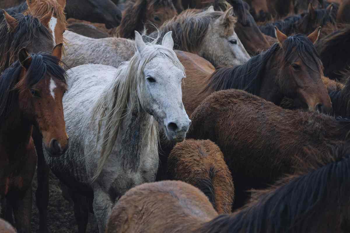 Cavallo