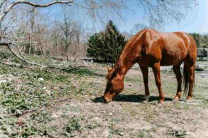 Cavallo