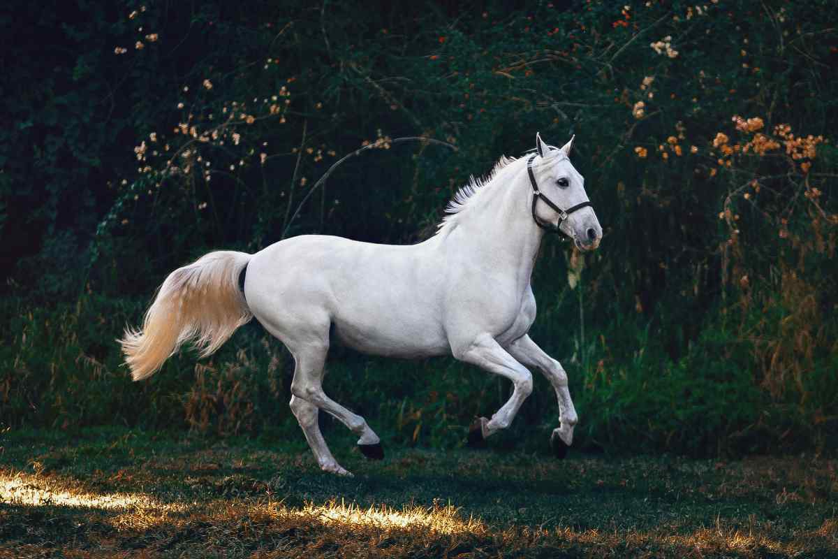 Cavallo