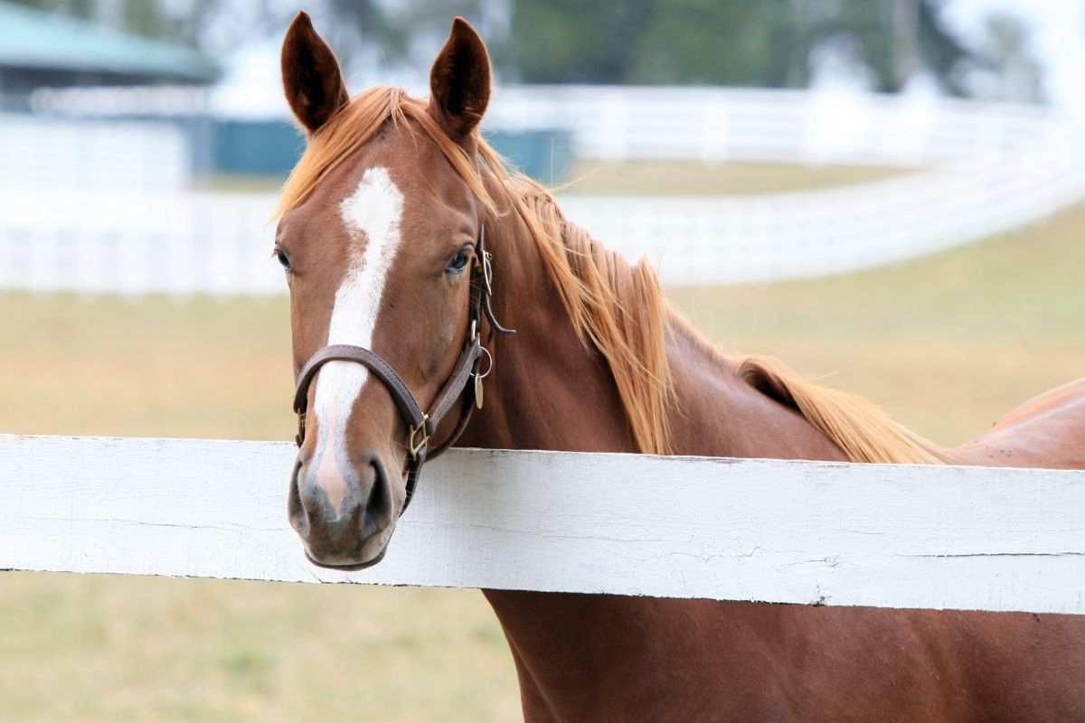 Cavallo al maneggio