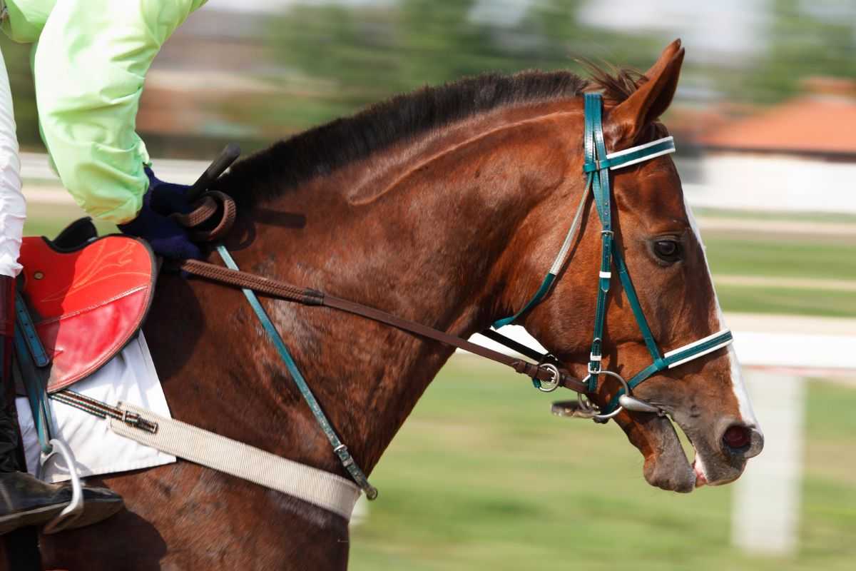 Cavallo da corsa durante una competizione
