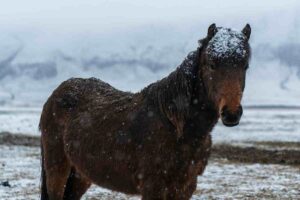 Cavallo laghetto ghiacciato video
