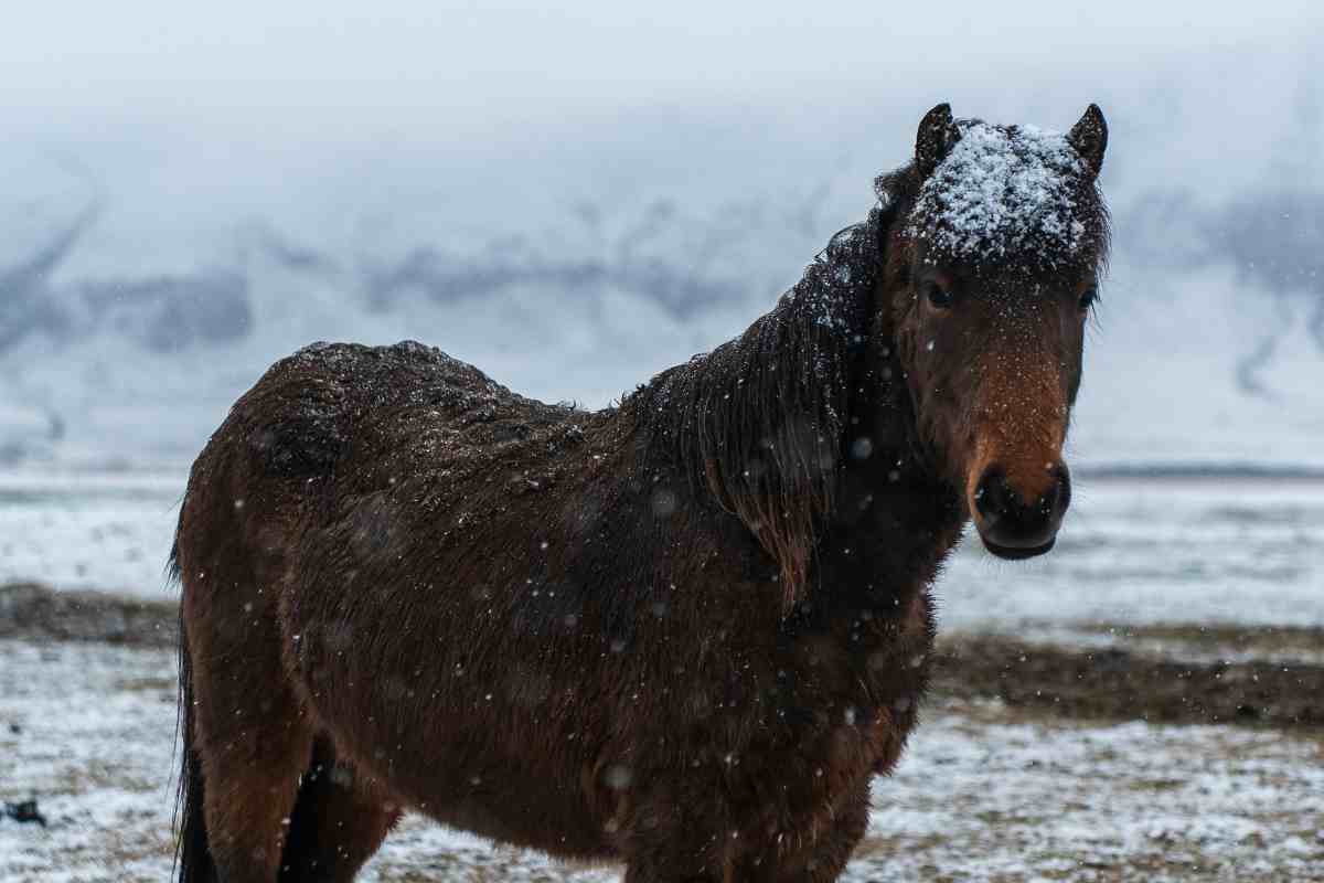 Cavallo laghetto ghiacciato video