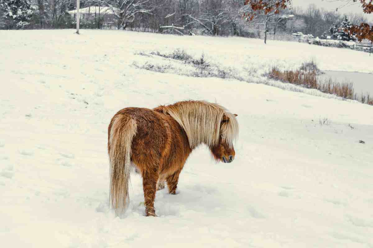Cavallo laghetto ghiacciato video