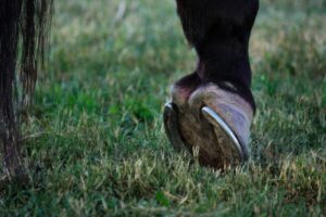 Ferro nello zoccolo di un cavallo