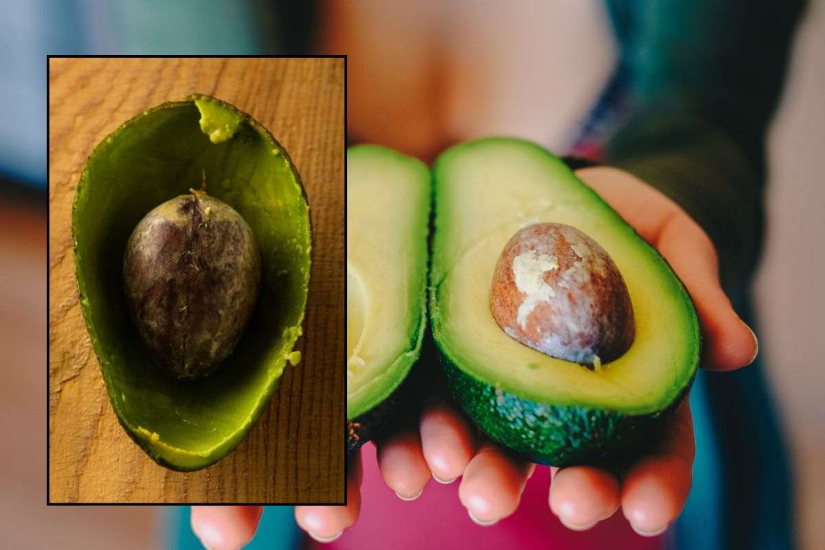 Frutto avocado spaccato a metà