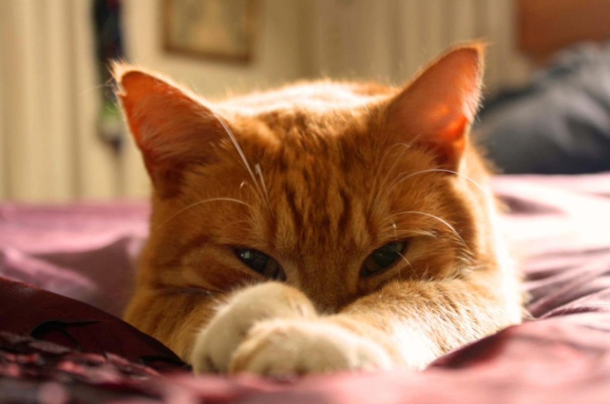 Gatto arancione carino a casa