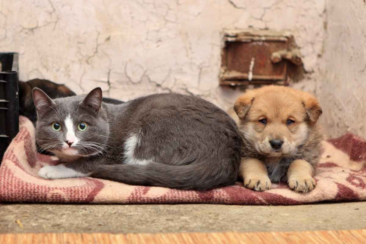 Gatto cane
