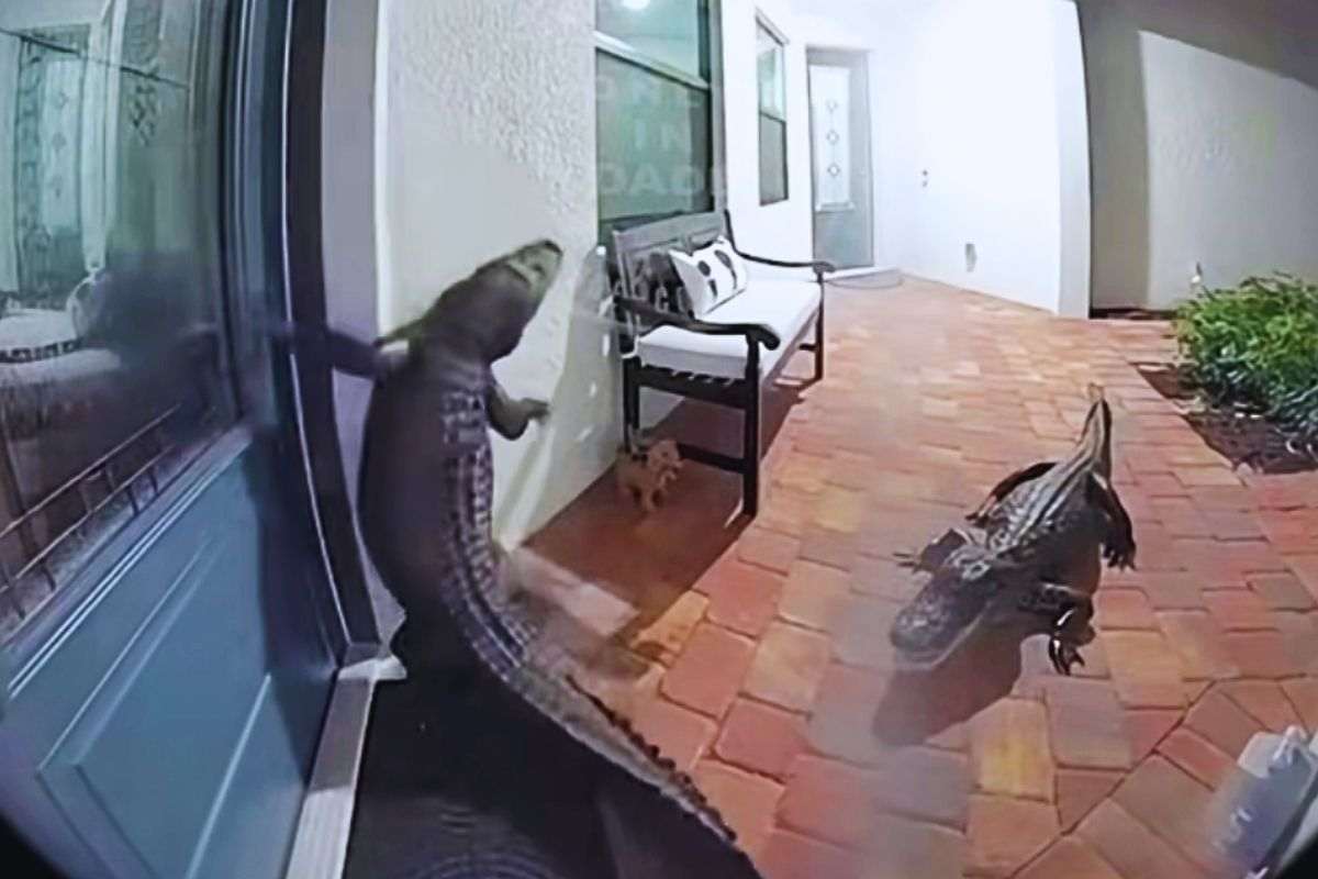I due alligatori nel cortile di casa