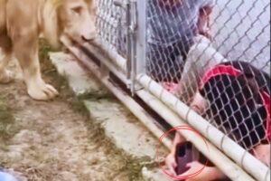 Leone allo zoo