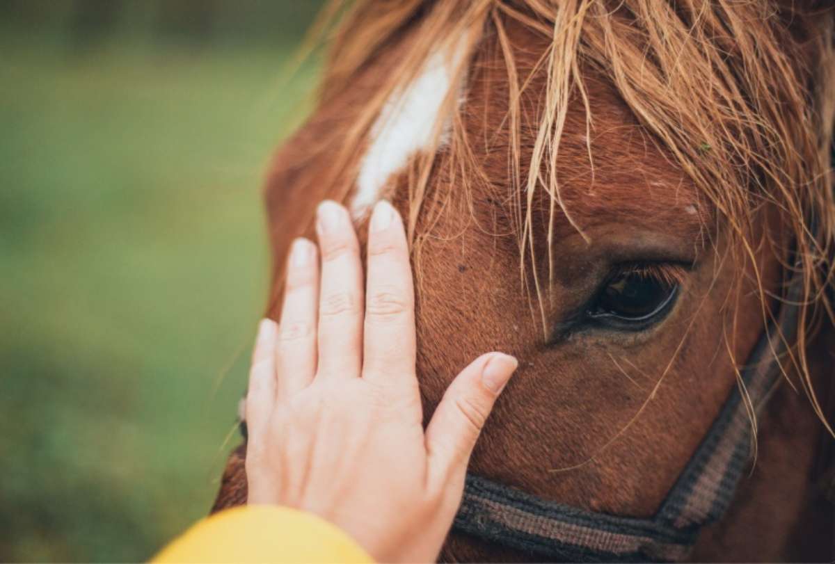 Mano sul muso del cavallo