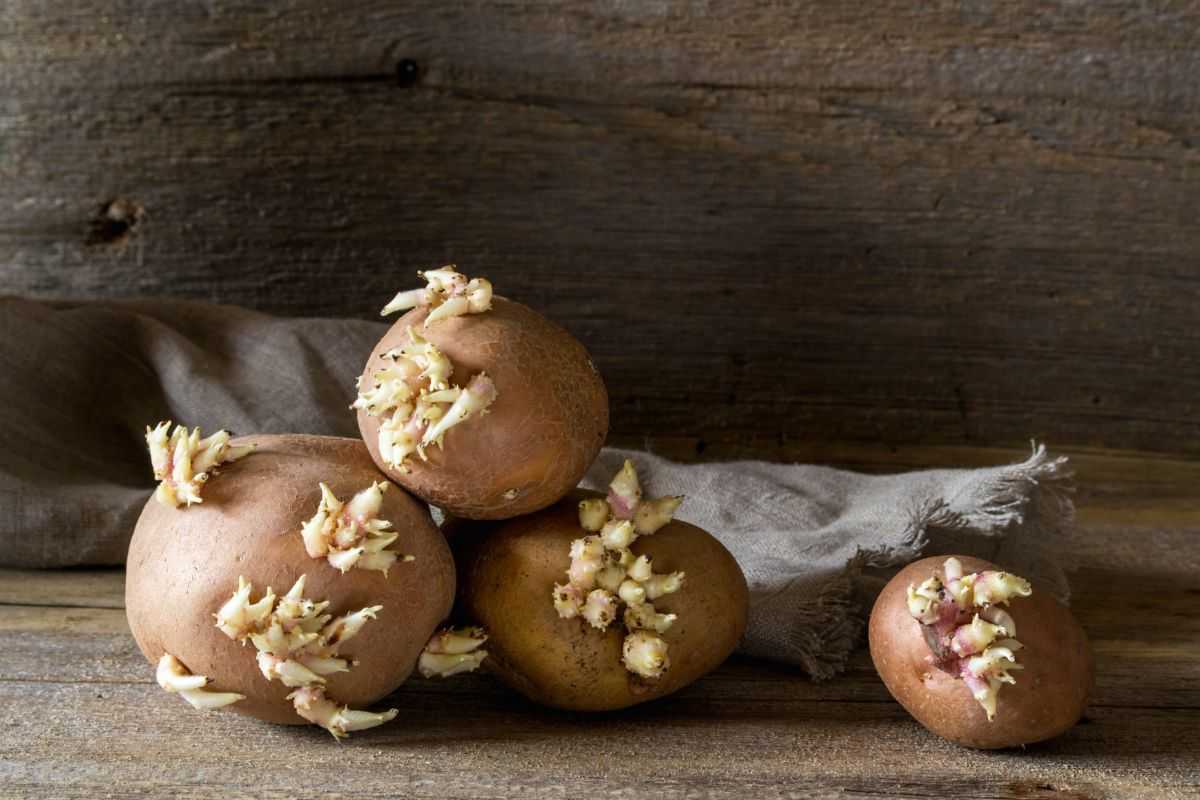 Patate lasciate germogliare in casa
