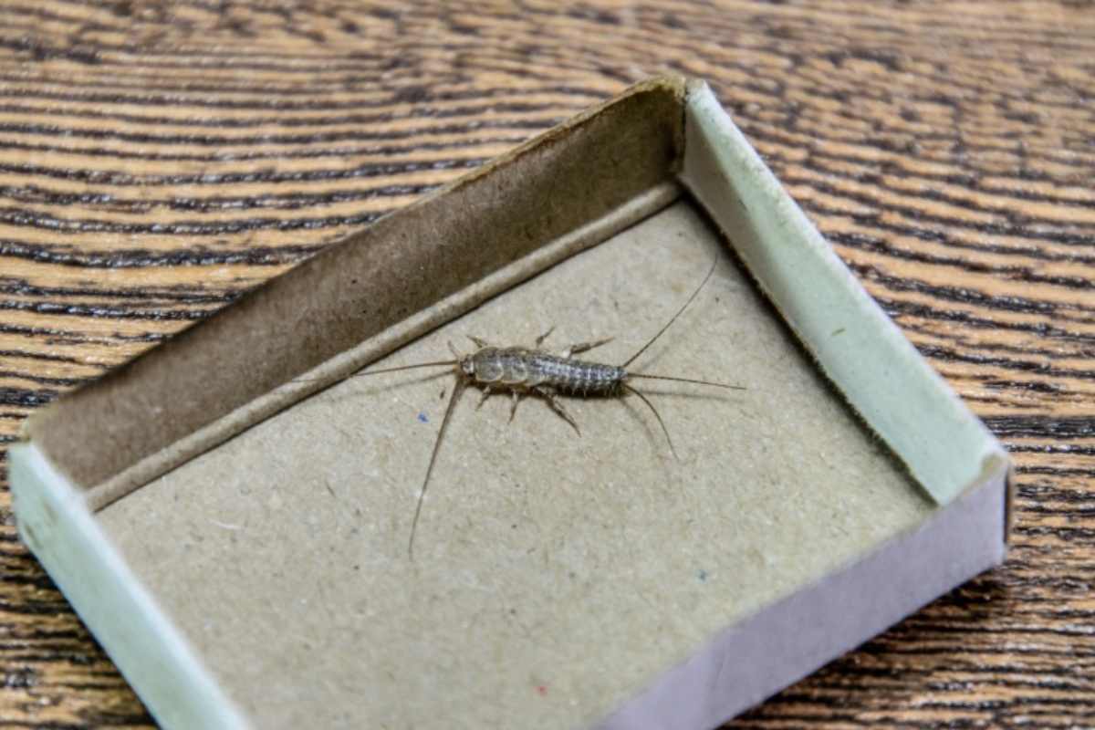 Pesciolino d'argento dentro ad una scatola