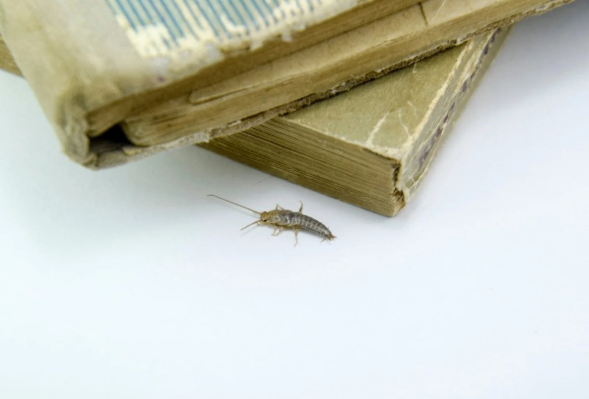 Pesciolino d'argento vicino a della carta