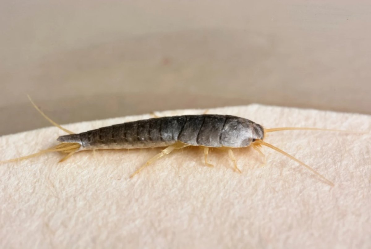 Pesciolino d'argento