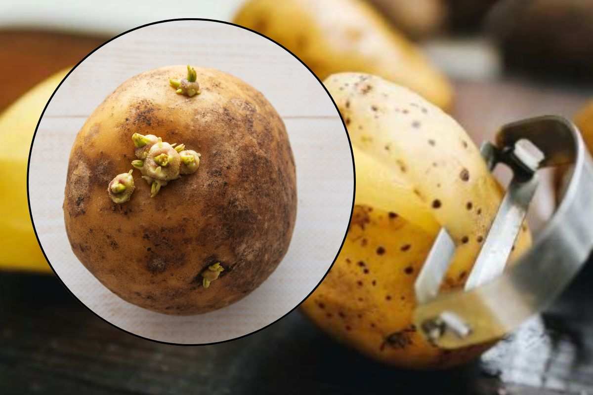 Sbucciare le patate per un pasto