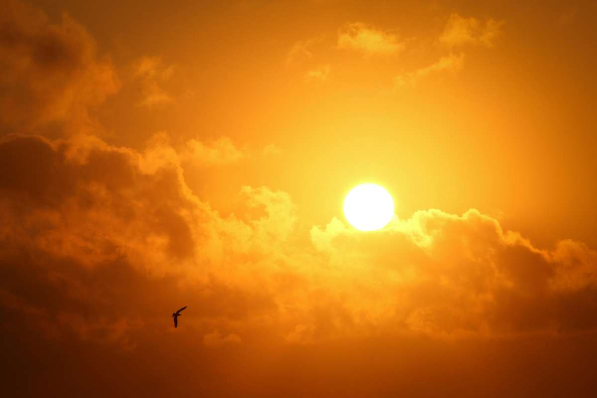 Sole