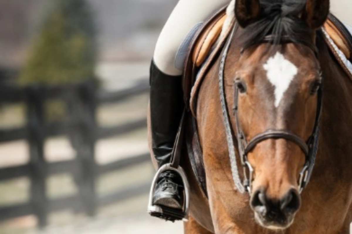 Sulla sella del cavallo