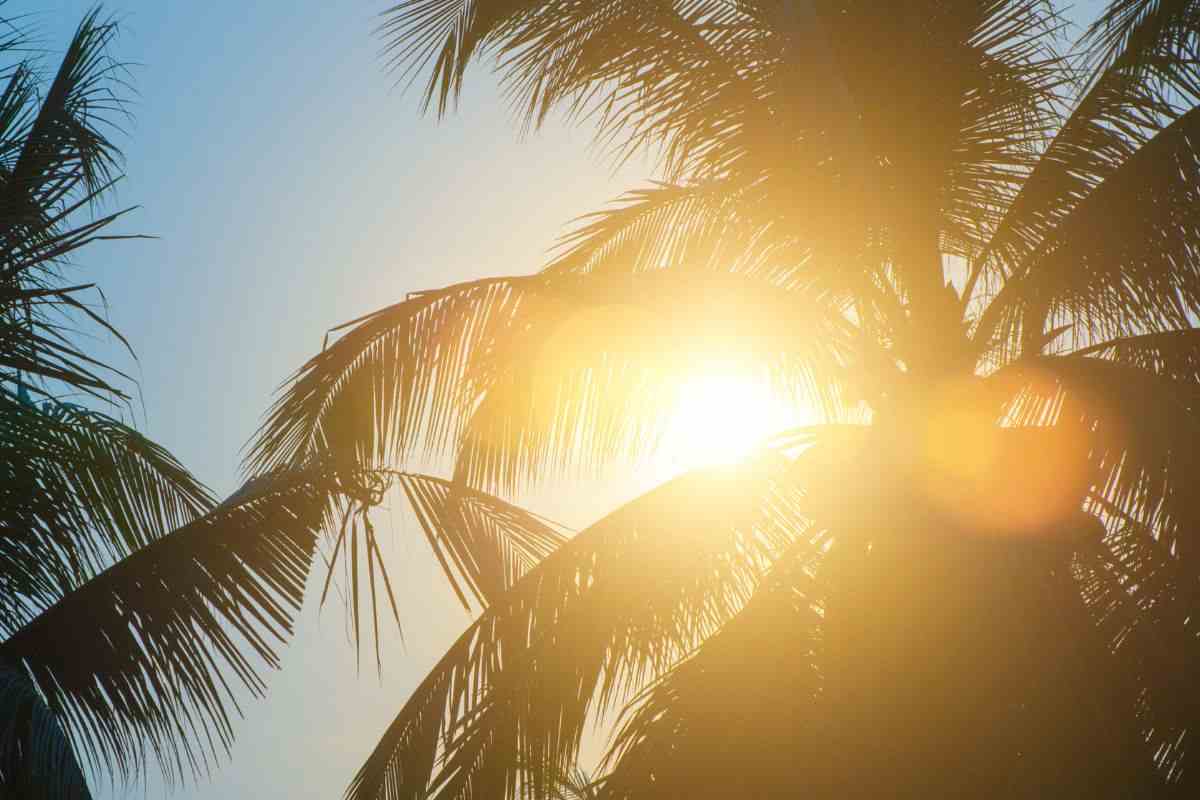 sole e palme