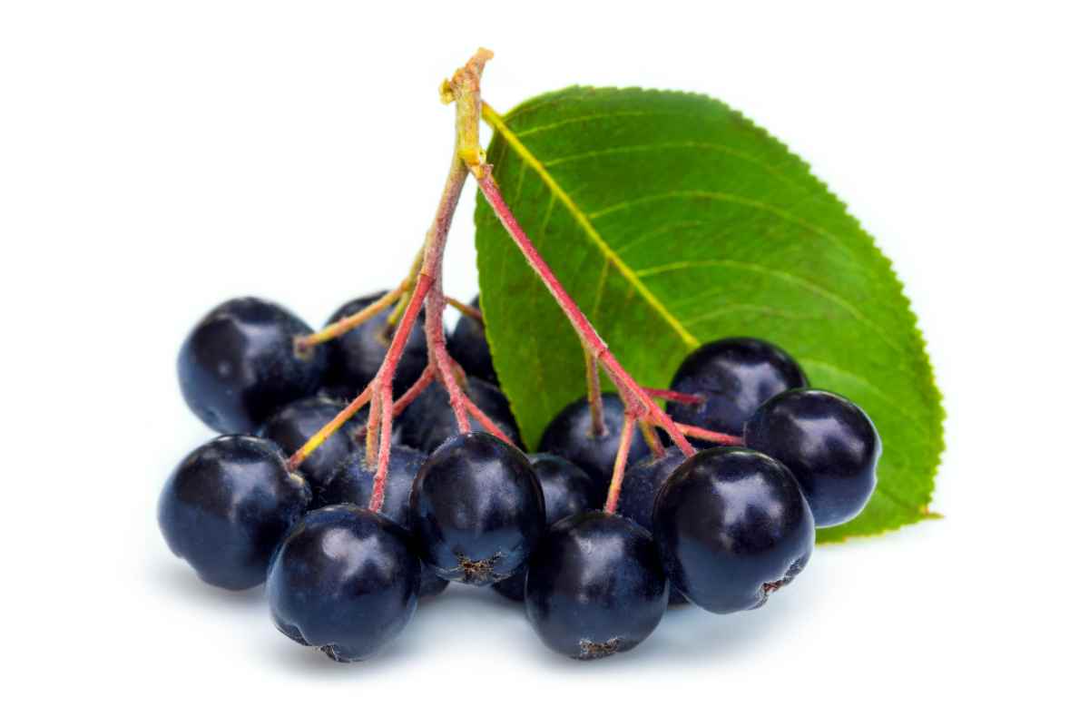 aronia nera