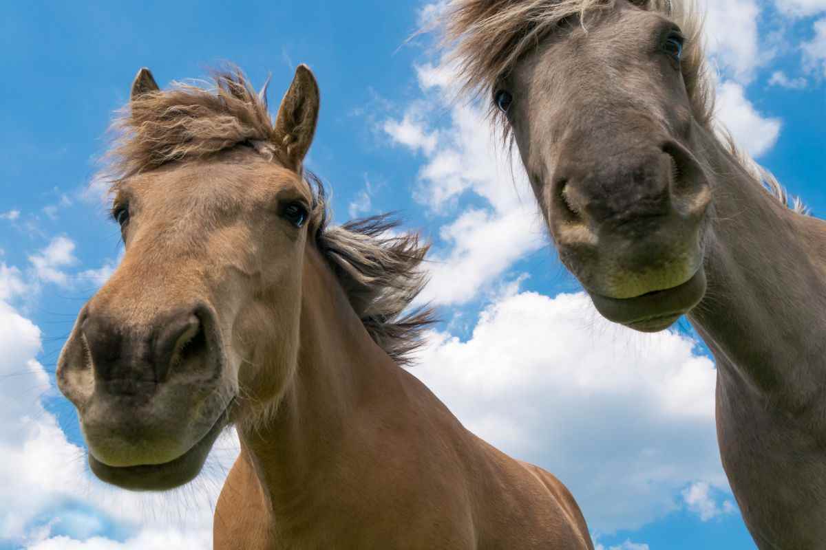 cavalli visti dal basso