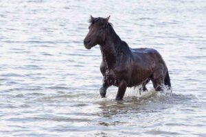 cavallo in acqua