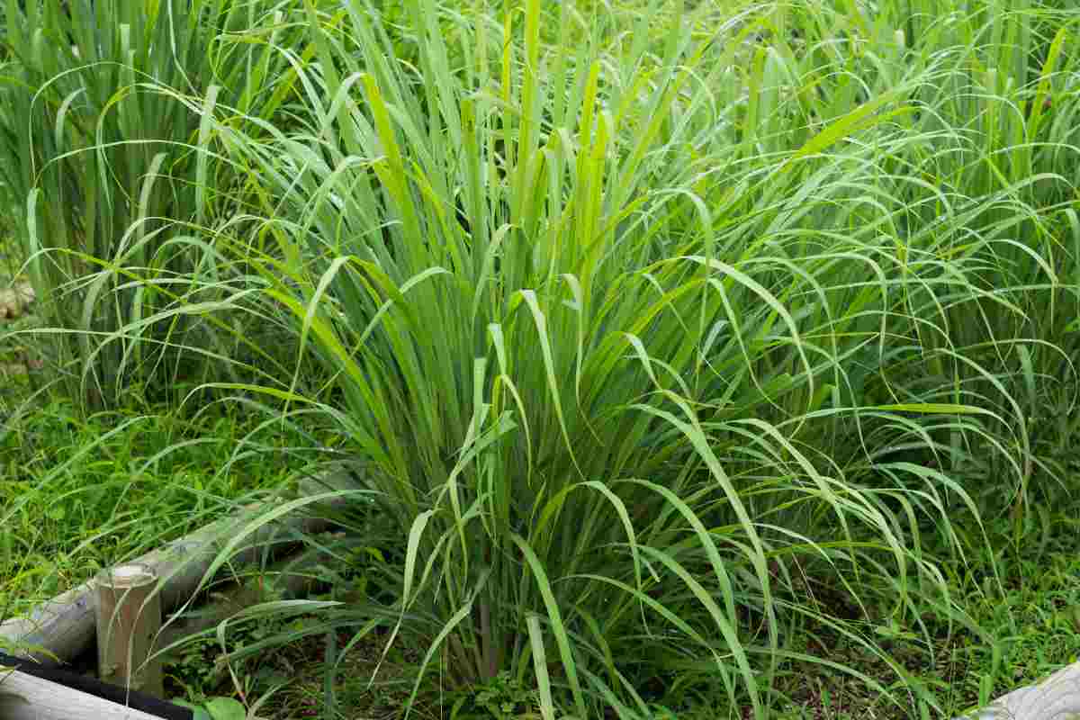 citronella contro le zanzare