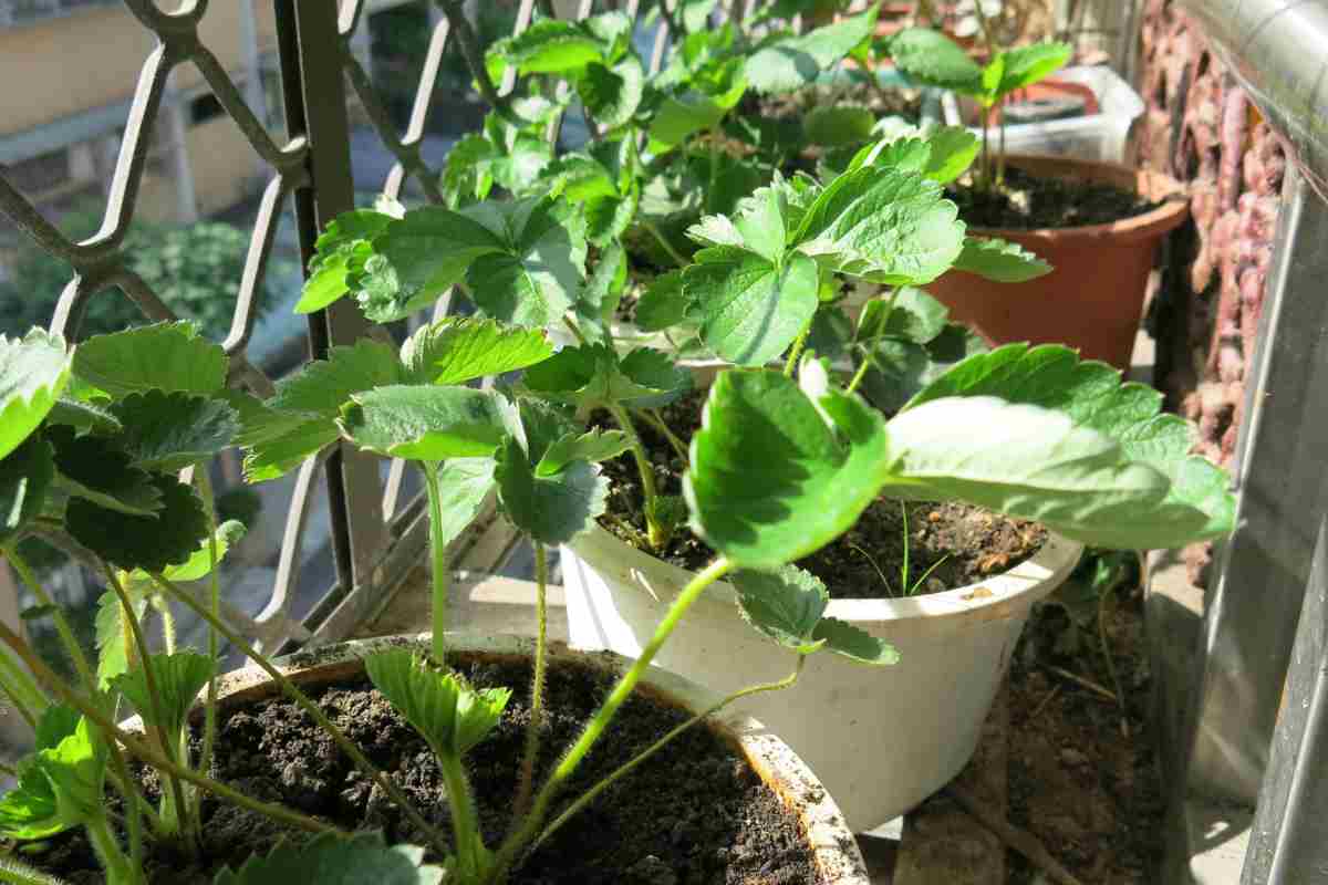 citronella