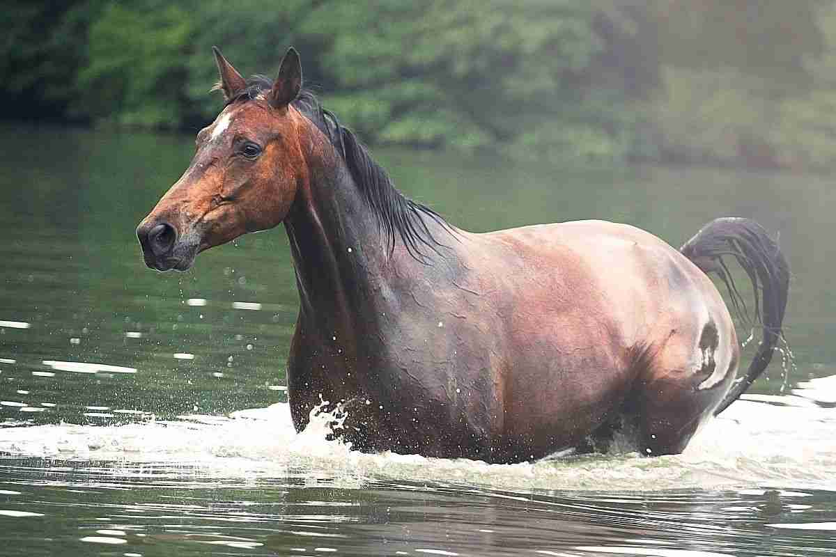 cavallo in acqua