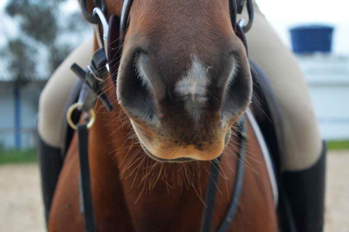 narici di un cavallo