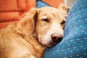 Cane che dorme