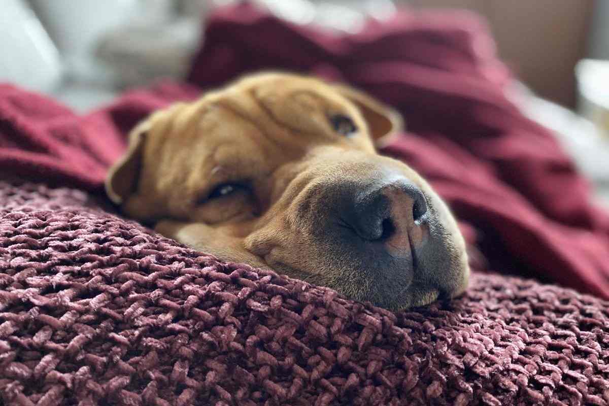 Cane riposa sul divano