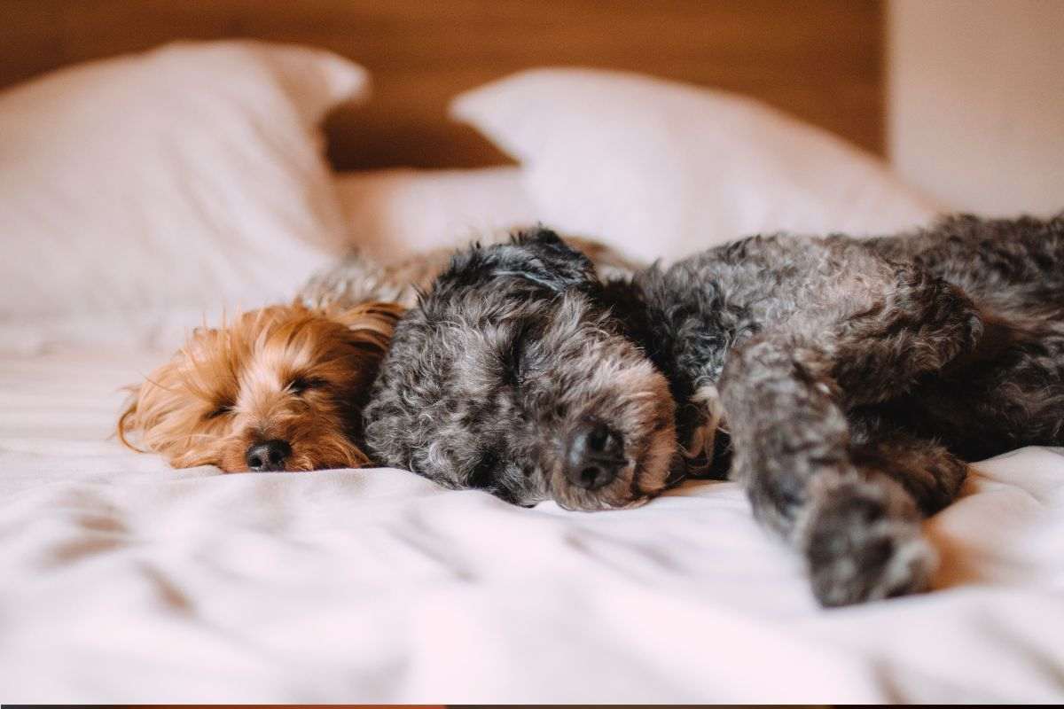 I due cani dormono sul letto