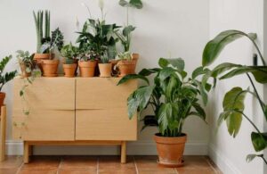 Piante in casa