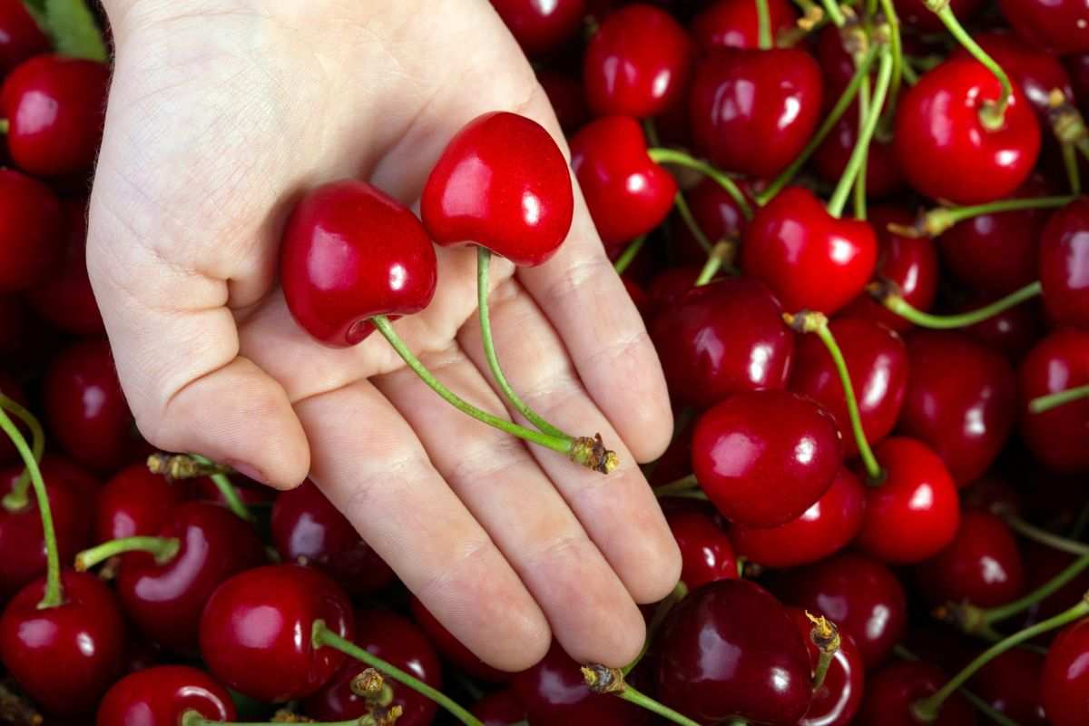 Una manciata di ciliegie