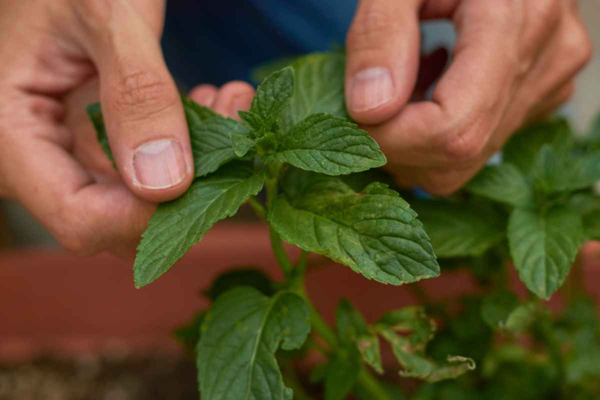 coltivare il basilico